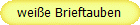 weiße Brieftauben